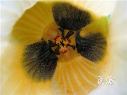寧波野外再現(xiàn)珍稀植物木鱉子