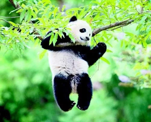 中國國家最美的7個國家公園