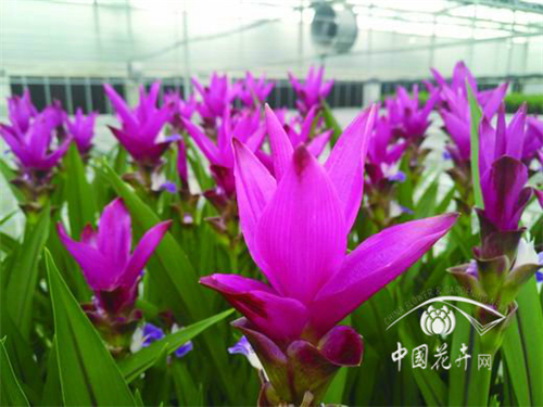 盆花市場(chǎng)“新貴”姜荷花初露鋒芒