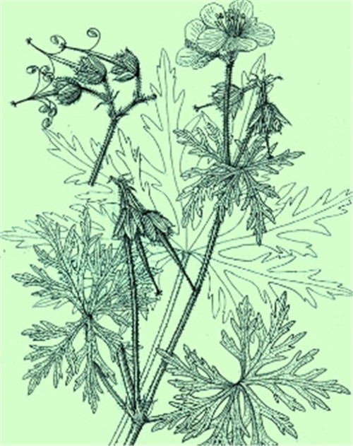 植物科學畫，宜興有名家