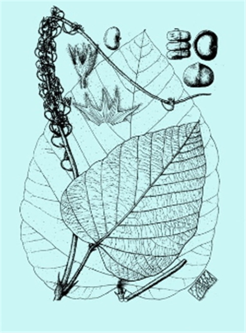 植物科學(xué)畫(huà)，宜興有名家