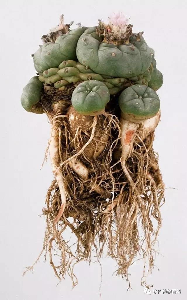 種植仙人掌科多肉植物該用什么土？
