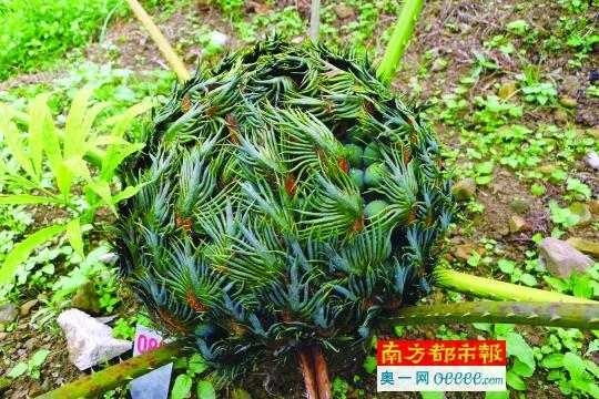 評估稱中國有35784種植物