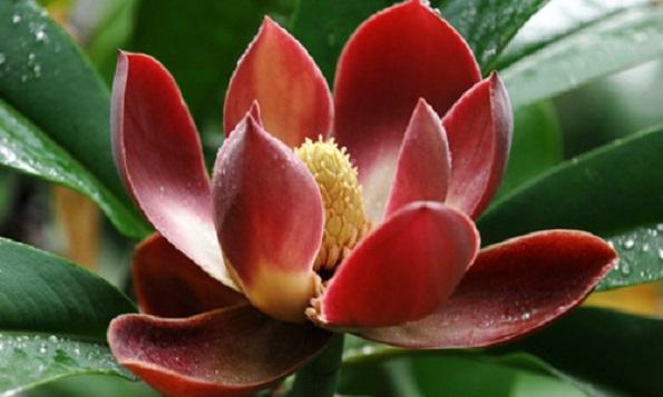 國家珍稀瀕危、Ⅲ級保護植物——紅花木蓮