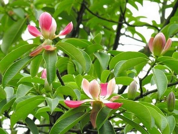 國家珍稀瀕危、Ⅲ級保護植物——紅花木蓮