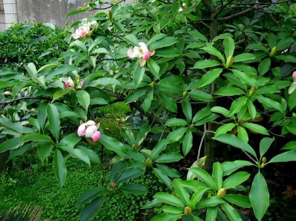 國家珍稀瀕危、Ⅲ級保護植物——紅花木蓮