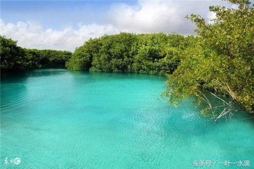 紅樹林是什么，為何它那么重要