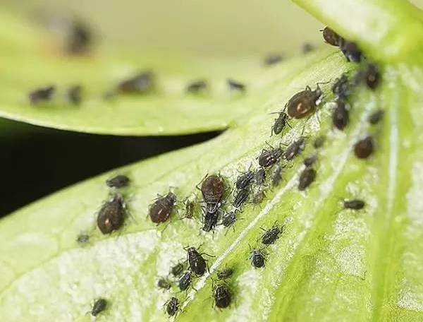 植物生病了怎么判斷？