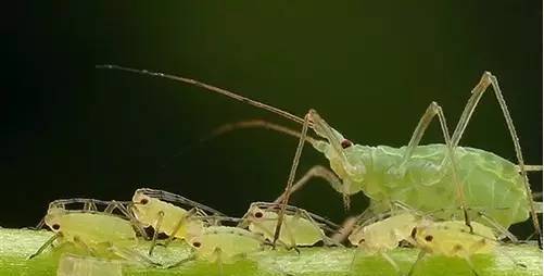植物生病了怎么判斷？