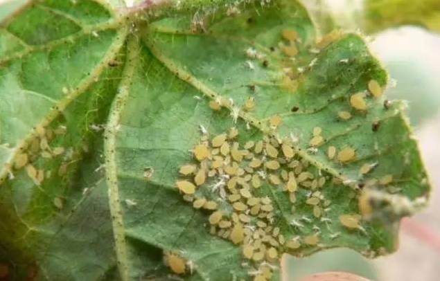 植物生病了怎么判斷？