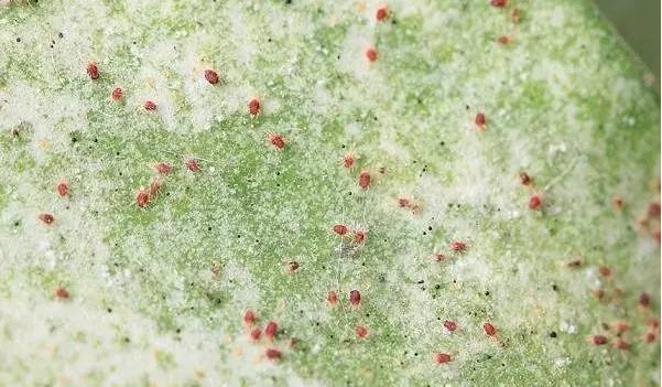 植物生病了怎么判斷？