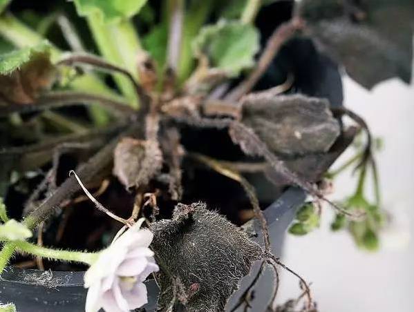 植物生病了怎么判斷？