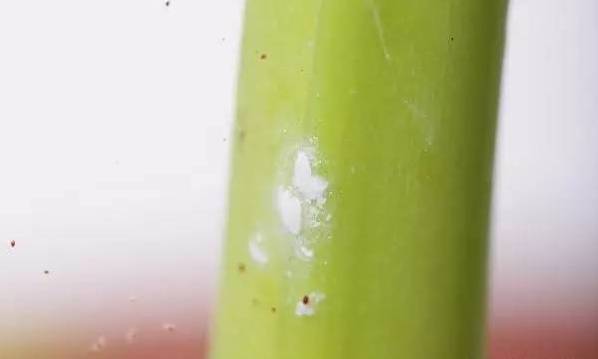 植物生病了怎么判斷？