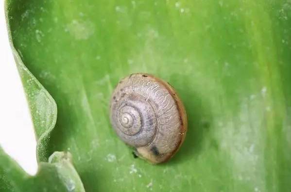 植物生病了怎么判斷？
