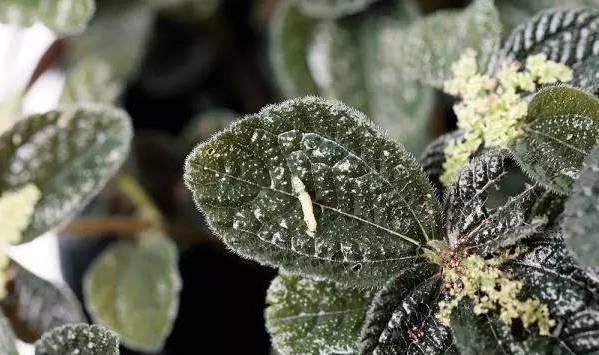 植物生病了怎么判斷？