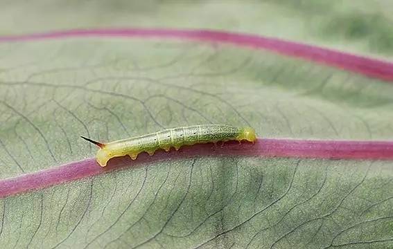 植物生病了怎么判斷？