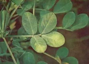 植物生病了怎么判斷？