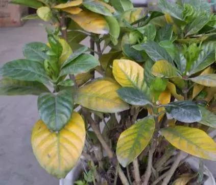 植物生病了怎么判斷？
