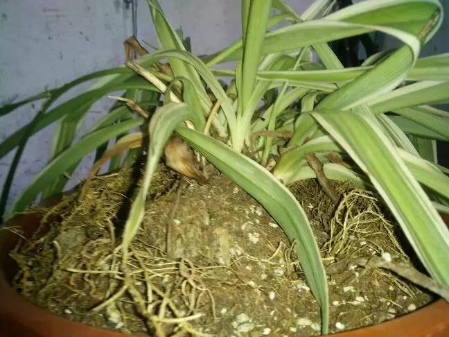 植物生病了怎么判斷？