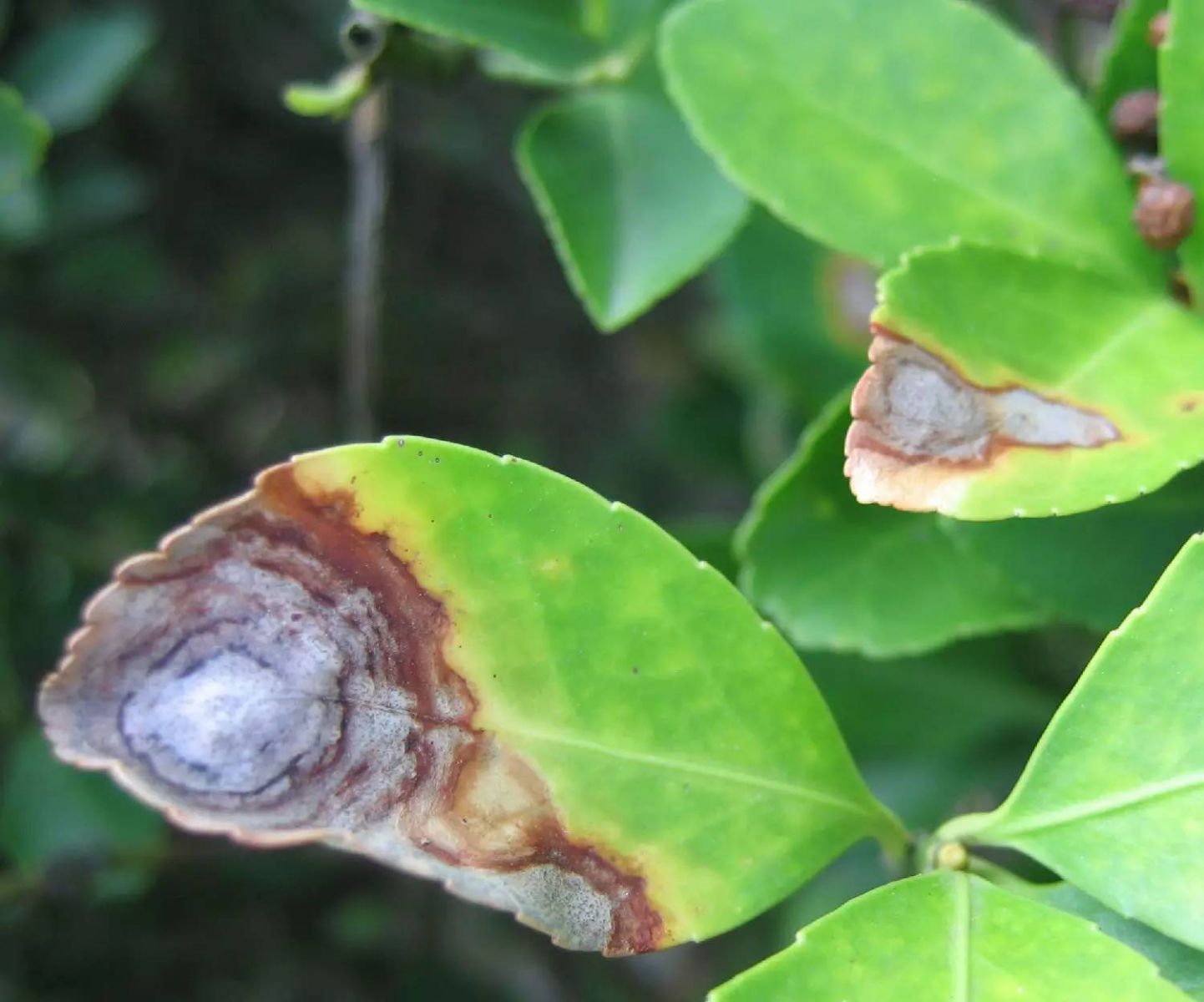植物生病了怎么判斷？