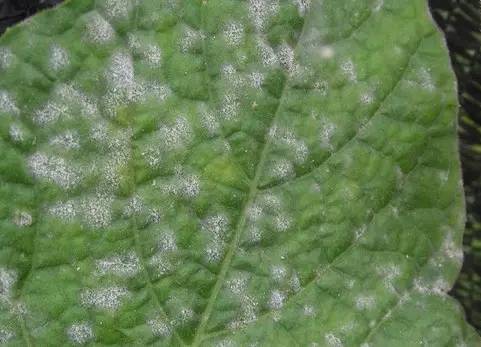 植物生病了怎么判斷？