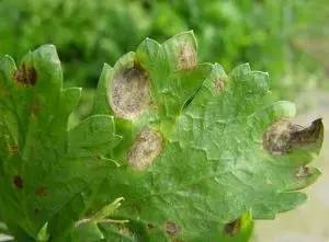 植物生病了怎么判斷？