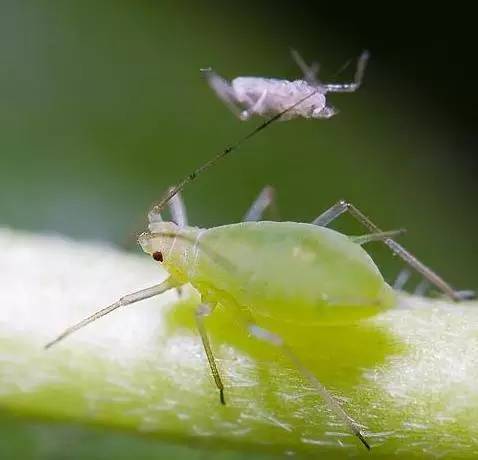 植物生病了怎么判斷？