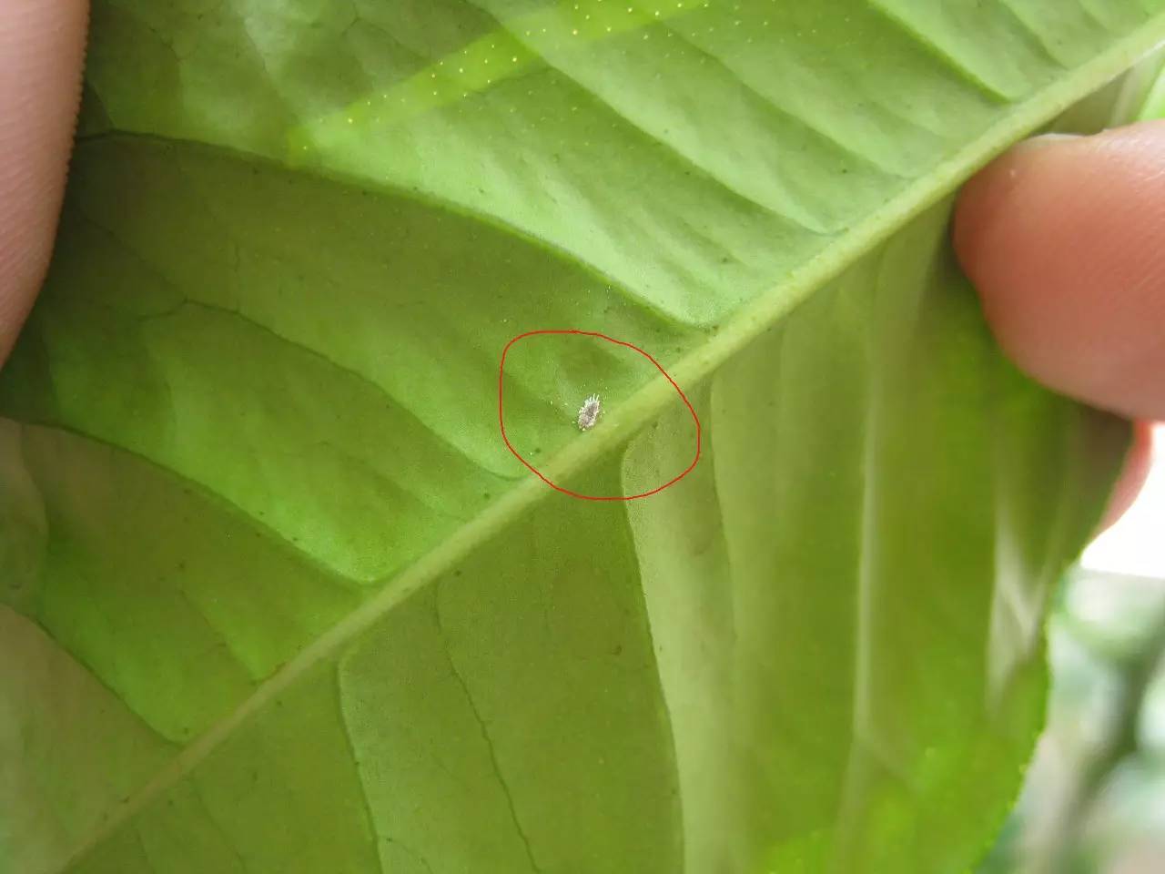 植物生病了怎么判斷？