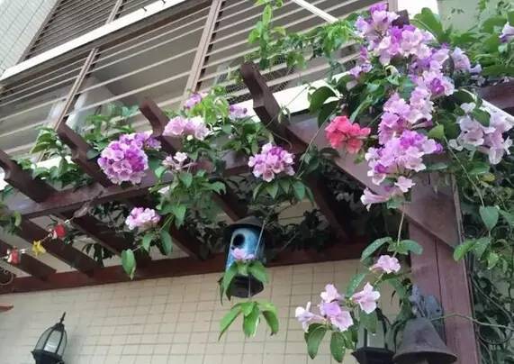 陽臺爬藤植物，這種你可能還沒種過