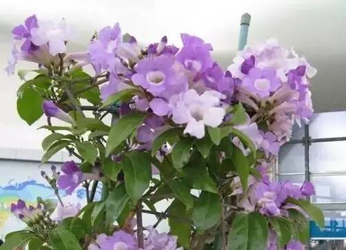 陽臺爬藤植物，這種你可能還沒種過