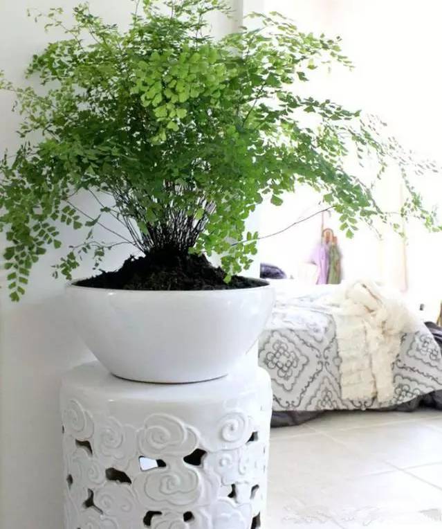 光線不好也能養的植物，給你推薦這10種