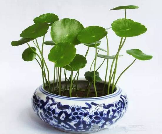 光線不好也能養的植物，給你推薦這10種