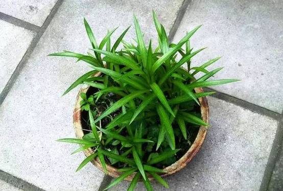 光線不好也能養的植物，給你推薦這10種