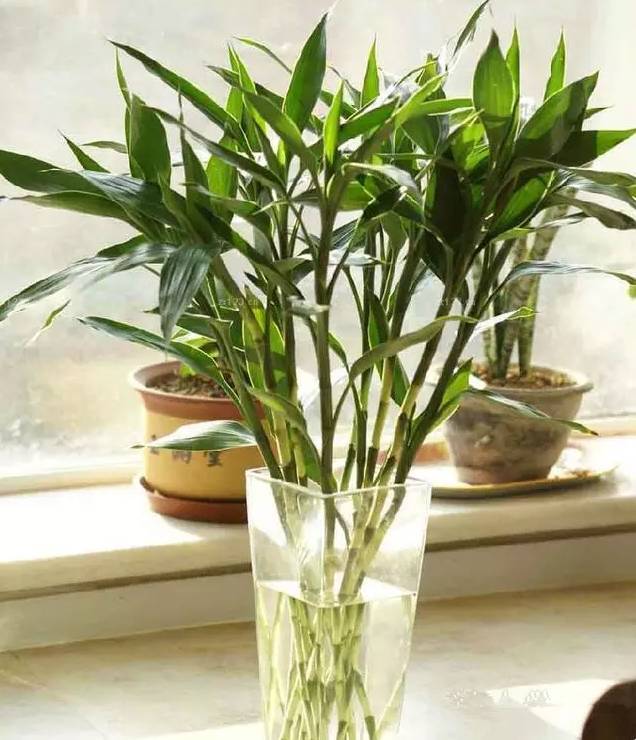 光線不好也能養的植物，給你推薦這10種