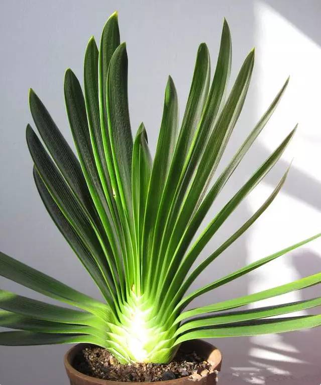 光線不好也能養的植物，給你推薦這10種