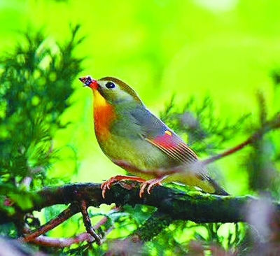 湖南南山國家公園體制試點(diǎn)區(qū)掠影（多圖）