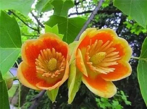 中國特有珍?、蚣壷攸c保護植物