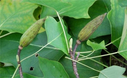 中國特有珍?、蚣壷攸c保護植物