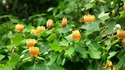 中國特有珍?、蚣壷攸c保護植物