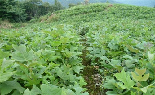 中國特有珍?、蚣壷攸c保護植物
