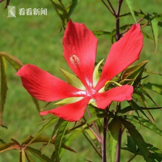 暑熱減退夏花未央 辰山植物園發布最新花訊