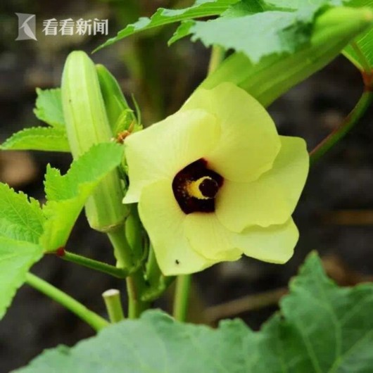 暑熱減退夏花未央 辰山植物園發布最新花訊