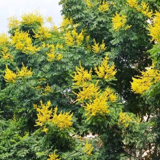 暑熱減退夏花未央 辰山植物園發布最新花訊