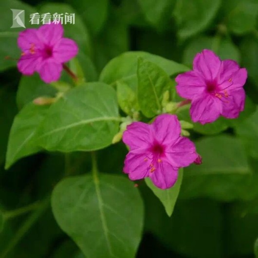 暑熱減退夏花未央 辰山植物園發布最新花訊