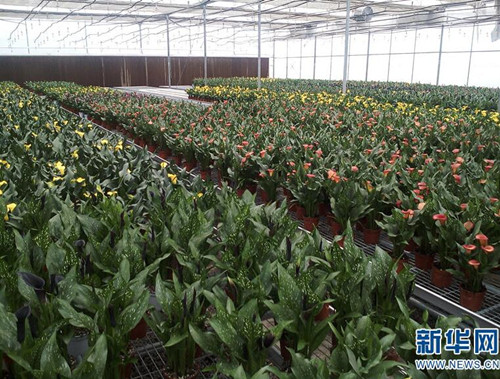 云南省花卉所：圍繞產業需求加快科技轉化