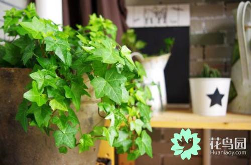 原來音樂能促進植物生長