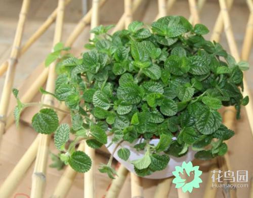 原來音樂能促進植物生長