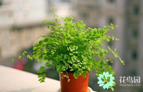 原來音樂能促進植物生長
