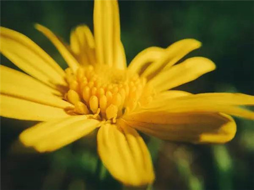 插花花材，你應(yīng)該這樣挑