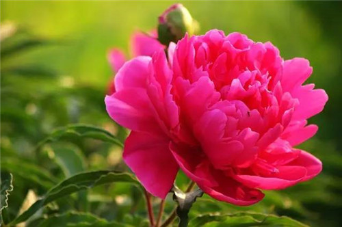 插花花材，你應(yīng)該這樣挑